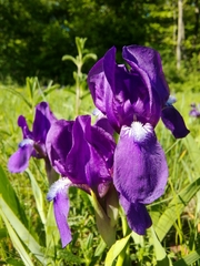 Iris aphylla
