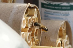 Osmia bicornis