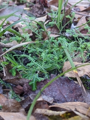 Selaginella apoda
