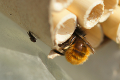 Cacoxenus indagator