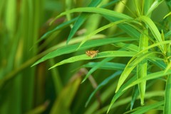 Taractrocera luzonensis