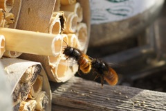 Osmia cornuta