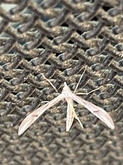 Platyptilia celidotus