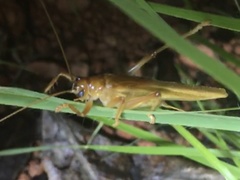 Xanthogryllacris