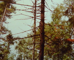 Picoides dorsalis