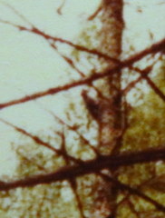 Picoides dorsalis