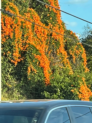 Pyrostegia venusta