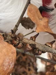 Disholcaspis pattersoni