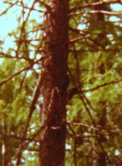 Picoides dorsalis