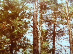Picoides dorsalis