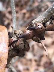 Disholcaspis pattersoni