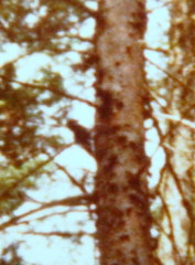Picoides dorsalis