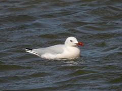 Chroicocephalus genei