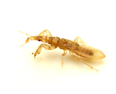 Enicocephalidae