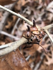 Disholcaspis pattersoni