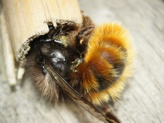 Osmia cornuta