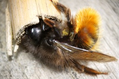 Osmia cornuta