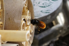 Osmia cornuta