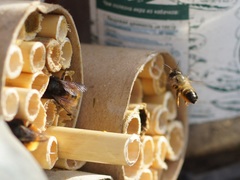 Osmia bicornis