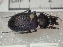 Carabus arvensis hokkaidoensis