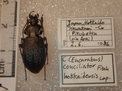 Carabus arvensis hokkaidoensis