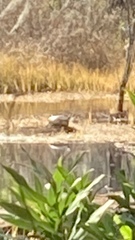 Trachemys scripta scripta