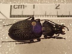 Carabus arvensis hokkaidoensis