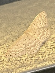 Idaea philocosma