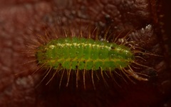 Rivula sericealis