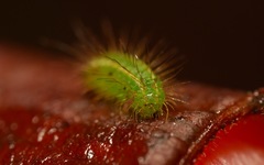 Rivula sericealis