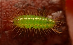 Rivula sericealis