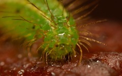 Rivula sericealis