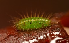 Rivula sericealis
