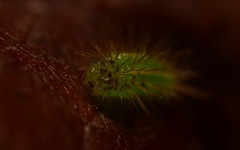 Rivula sericealis