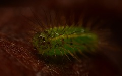 Rivula sericealis