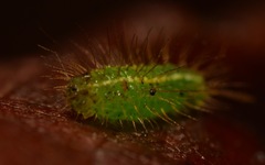 Rivula sericealis