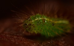 Rivula sericealis