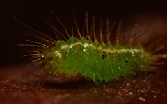 Rivula sericealis