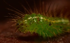 Rivula sericealis