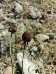 Helenium thurberi