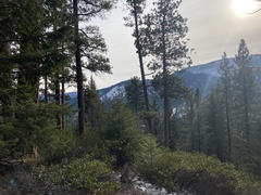 Pinus ponderosa — photo 2