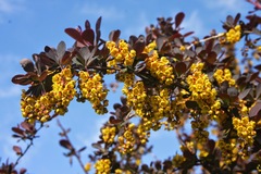 Berberis × ottawensis