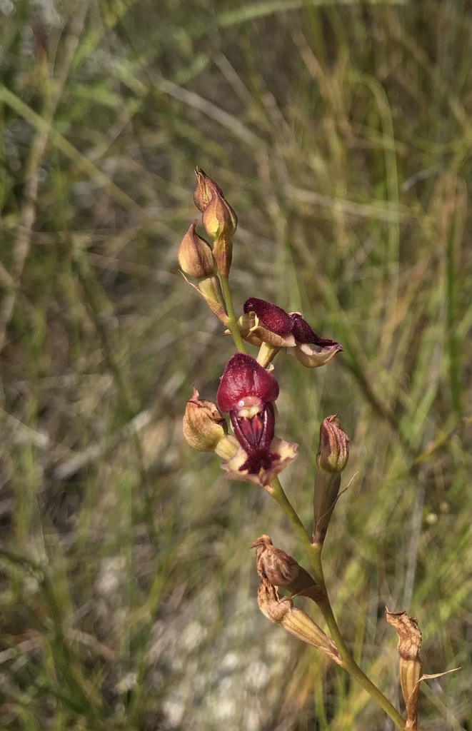 Disa newdigateae