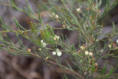Acacia gonophylla