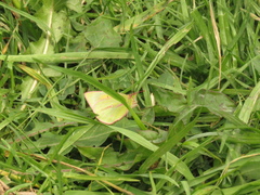 Colias dimera