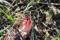 Colus hirudinosus