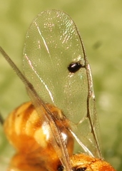 Megastigmus aculeatus