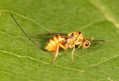 Megastigmus aculeatus