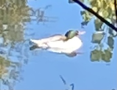 Mergus merganser