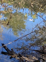 Mergus merganser